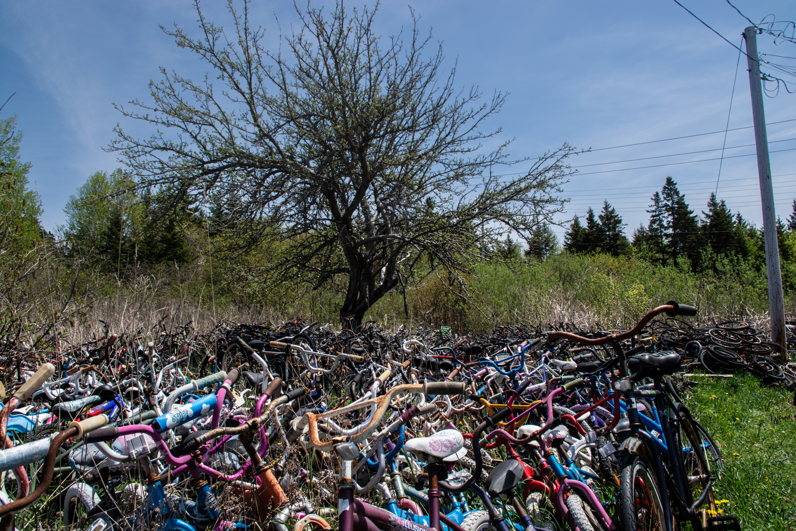 A lone tree surrounded by a whirlwind of bicycles next to his shop on the family property.