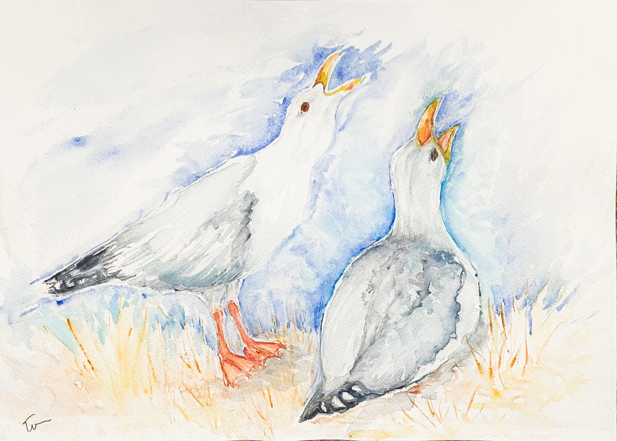 Raucous Seagulls It was the courting season for seagulls when she painted this watercolour. This pair claimed the area in front of the house. Painting from photos, she captured that raucousness they’re so known for. Elaine is a lover of all birds and painting them is another way to connect with them.
